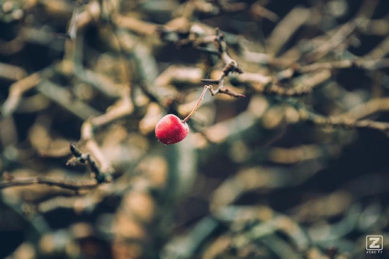 A (little) apple on a tree. It is a Bonsai and the apple is really small 