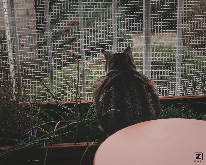 A cat sitting on flower pots looking outside though a fence