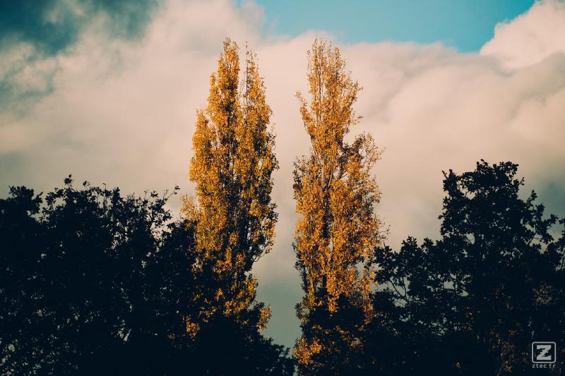 Two cypress lighted up by the sun and displaying fall orange colors. Regular dark trees are in front
