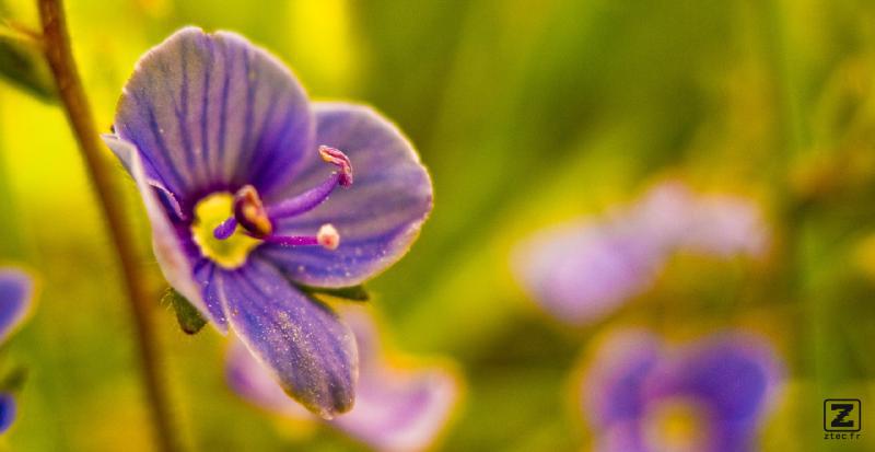 no description
https://www.flickr.com/photos/ztec/8434317324/
Albums: Nature