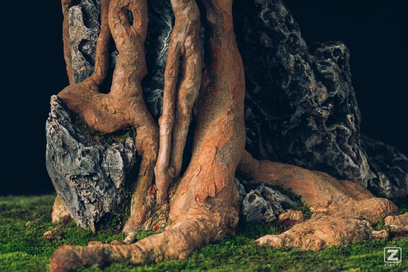 Base of a Bonsaï with rock intertwined with rocks 