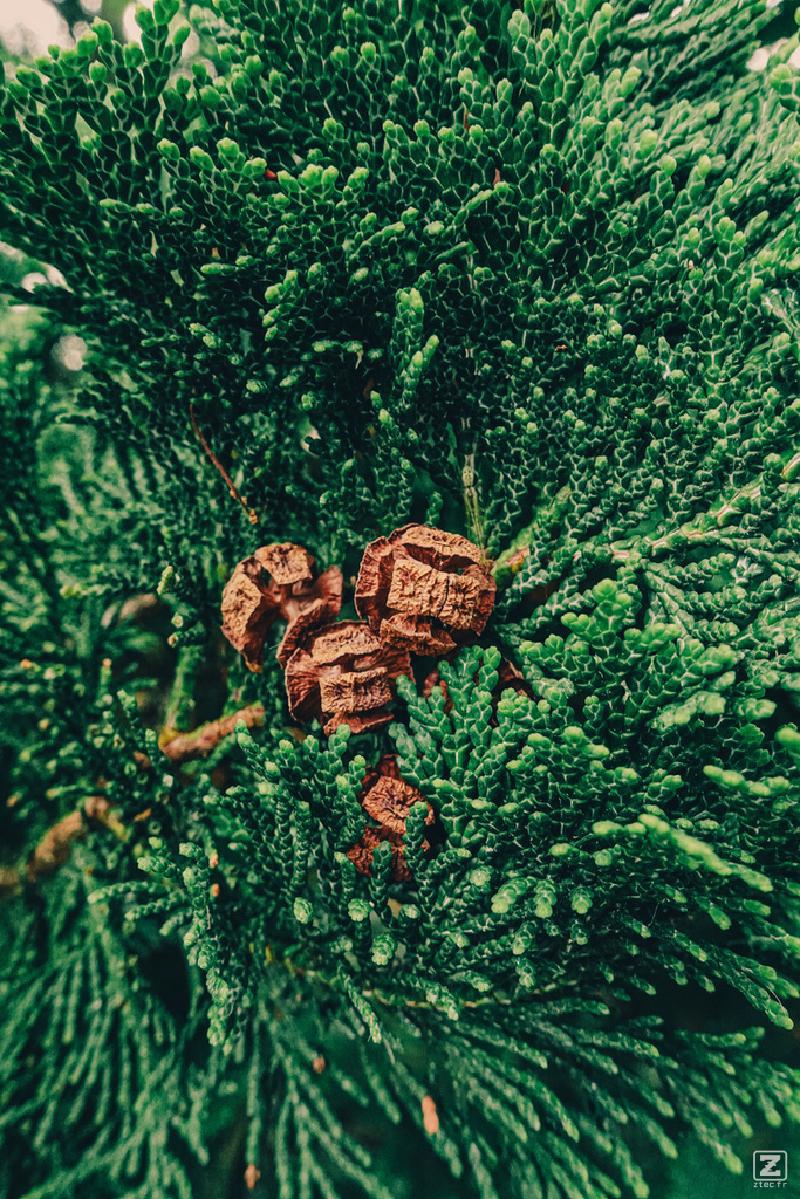 Close-up of brown cypress cones surrounded by dense, dark green foliage
https://www.flickr.com/photos/ztec/53917953132/
