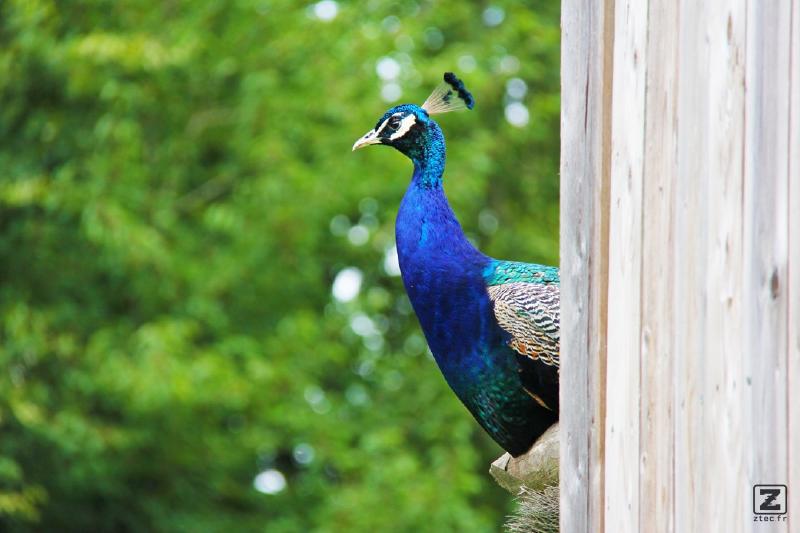 no description
https://www.flickr.com/photos/ztec/8433192433/
Albums: Nature