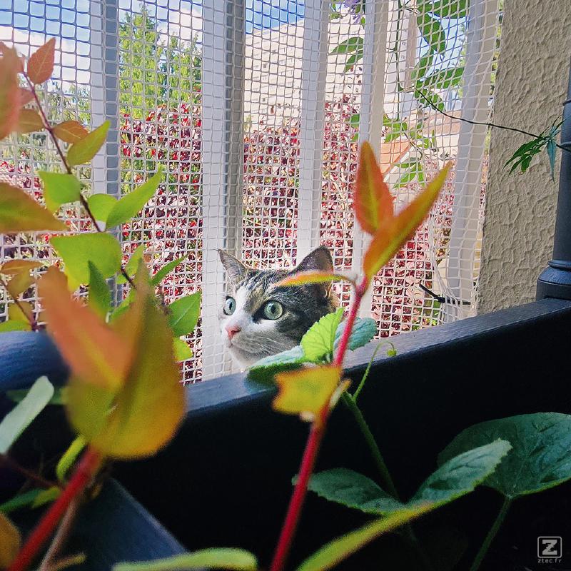 Cat in plants, only the head is visible behind the pot
