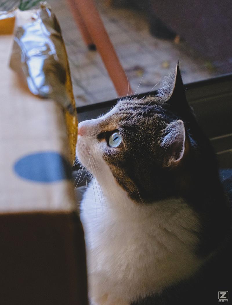 A cat looking interested in something