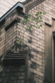 A tree sprouted and grew on the roof of a church