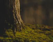 Closeup of a Bonsai