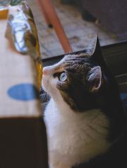 A cat looking interested in something