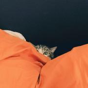 Cat in disguise 