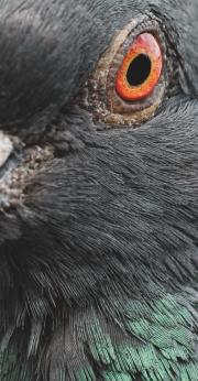 A close-up of a pigeon