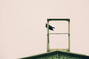 A crow on top of a riveted iron beam building