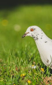 A white pigeon with a red eye in a green field