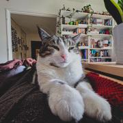 Cat Sphinxing on the sofa 