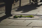 A branch of celery laying on the ground with someone standing next to it.