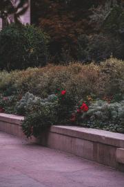 Flowers and plant outgrow their designated area