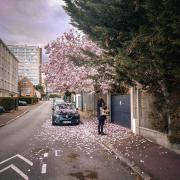 Un arbre a perdu beaucoup de ses pétales de fleur d'un coups créant une sorte d'aura de pétales par terre 
https://www.flickr.com/photos/ztec/53595731231/