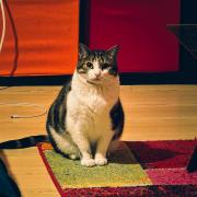 A cat looking at the camera from afar.