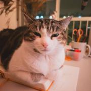Cat loafing on a notebook