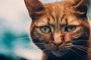 An orange cat looking at the camera