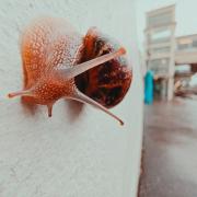 A snail cruising on a wall
https://www.flickr.com/photos/ztec/53978631636/