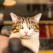 Cat looking at the camera