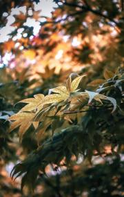 A tree leaf in a tree. 
https://www.flickr.com/photos/ztec/53159982929/