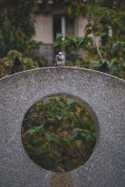 3 pigeons on a concrete fountain. One white in the middle with two body guards on each side