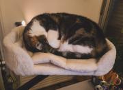 Martine is sleeping on it's cat bet on the desk