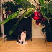A cat in a box under a Palm tree with Christmas decorations 