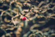 A (little) apple on a tree. It is a Bonsai and the apple is really small 
