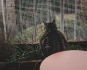 A cat sitting on flower pots looking outside though a fence