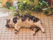 Martin is laying on the groud to cope for the heat