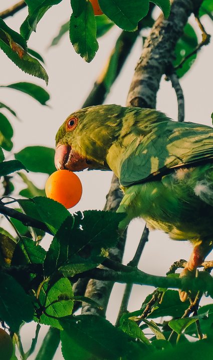 A budgerigar eating an orange fruit