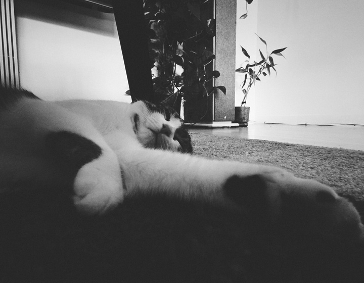 A black and white picture of a cat sleeping on the carpet