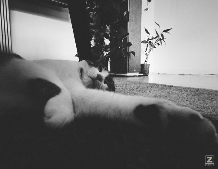 A black and white picture of a cat sleeping on the carpet