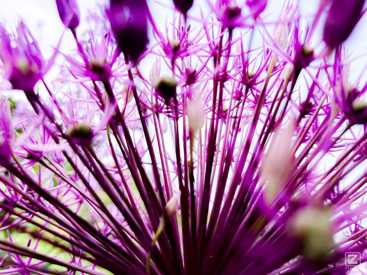 A purple plants taken from inside. It is like a purple peacock
https://www.flickr.com/photos/ztec/53132575306/