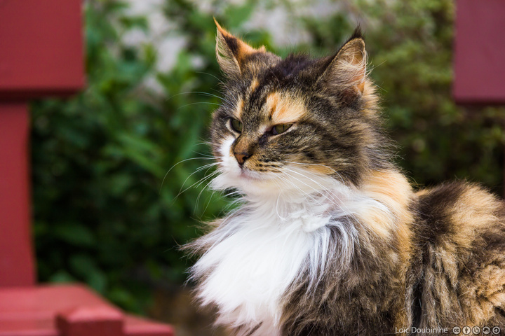 Que dire, l'aire otain de ce chat dit tout. Il se croit plus fort, plus beau. c'est peut être vrais !
https://www.flickr.com/photos/ztec/8640219255/
Albums: Nature