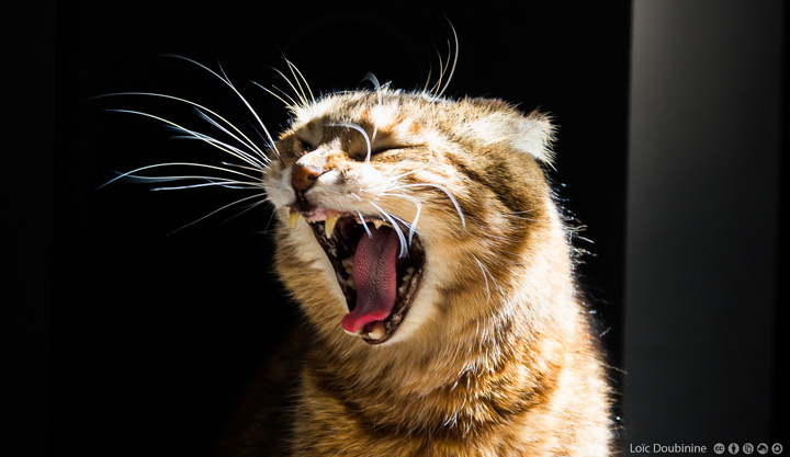 Feel the power of teeth ...
https://www.flickr.com/photos/ztec/9118545905/
Albums: Nature