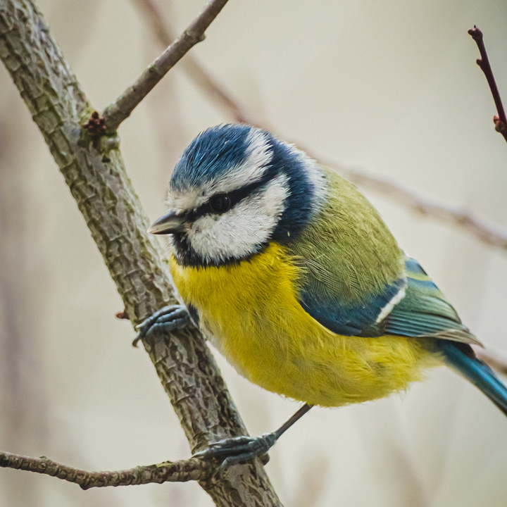 A small green bird on a branch