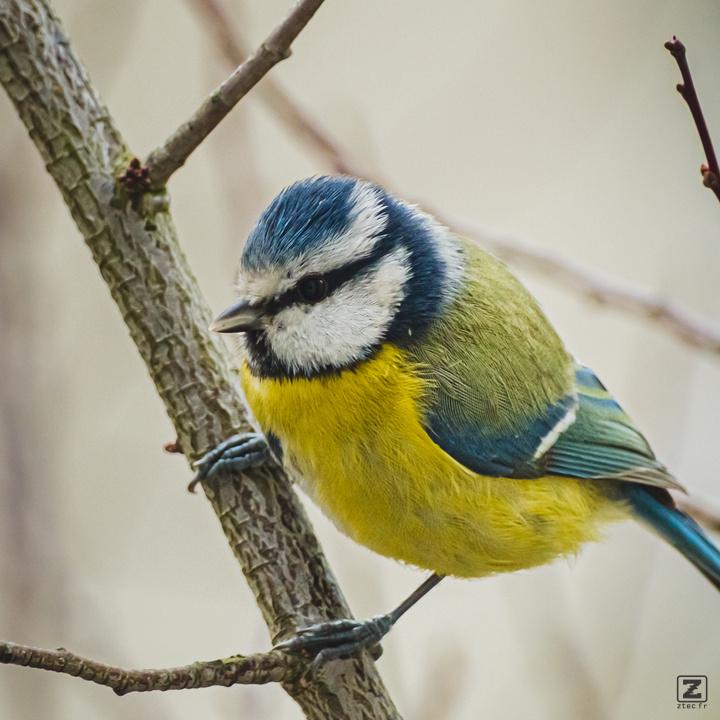 A small green bird on a branch