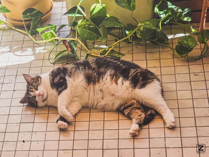 Martin is laying on the groud to cope for the heat