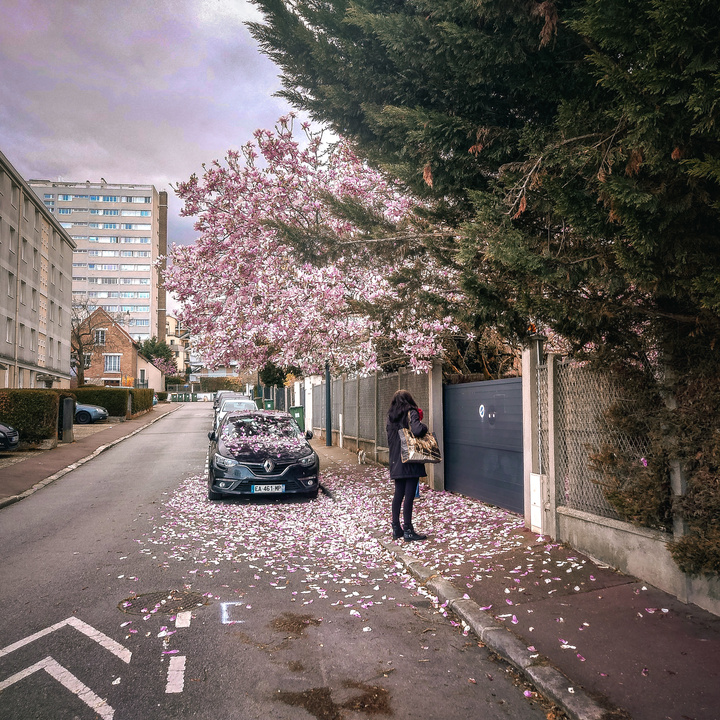 Un arbre a perdu beaucoup de ses pétales de fleur d'un coups créant une sorte d'aura de pétales par terre 
https://www.flickr.com/photos/ztec/53595731231/