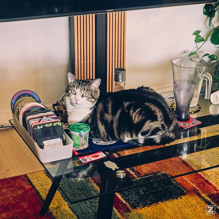 A cat on a table