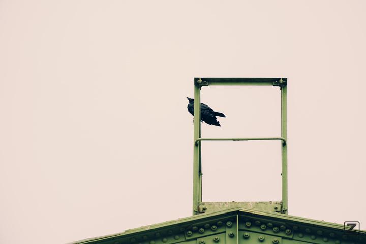 A crow on top of a riveted iron beam building