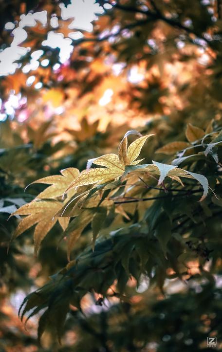 A tree leaf in a tree. 
https://www.flickr.com/photos/ztec/53159982929/