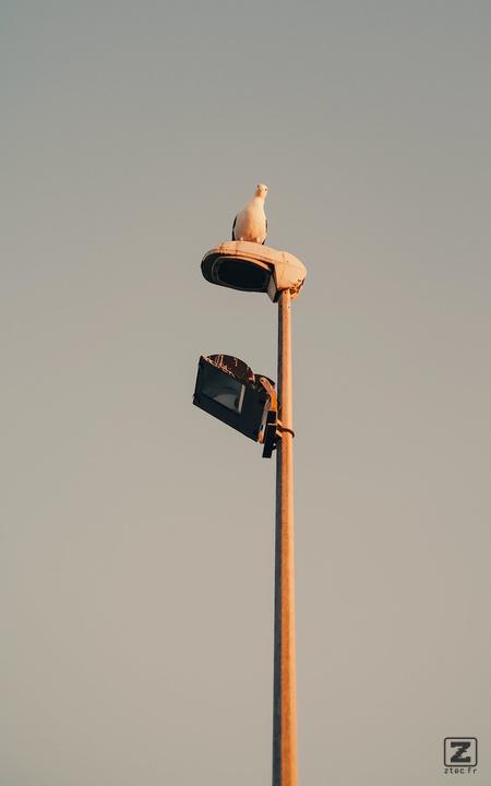 A seagull "watching" at the camera from the top of a pole light
https://www.flickr.com/photos/ztec/53229726335/