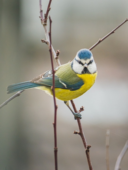 A small green bird on a branch looking at the camera