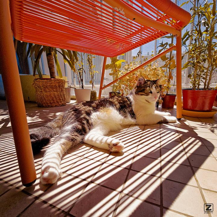 Cat taking a sun bath on balcony under a chair