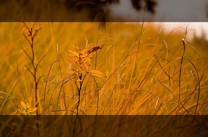 no description
https://www.flickr.com/photos/ztec/8433232529/
Albums: Nature