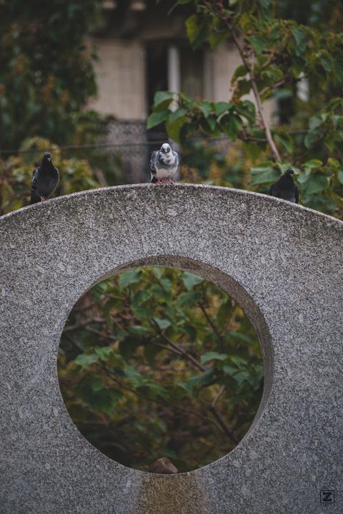 3 pigeons on a concrete fountain. One white in the middle with two body guards on each side